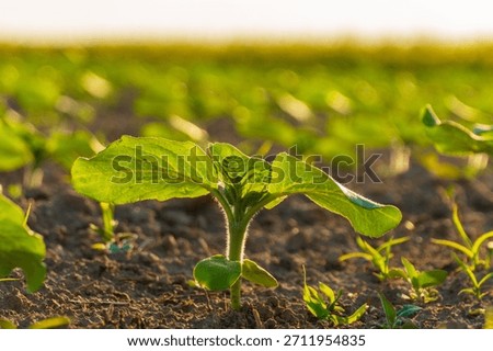 Close up of a tiny sunflower seedling with lush green leaves sprouting from the earthy ground, bathed in soft morning light.