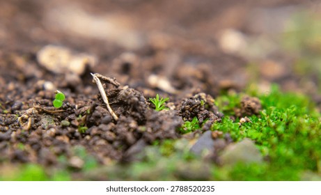 Close up of tiny wall moss sprouts emerging on moist surface, showing fresh green growth and delicate tropical micro vegetation.