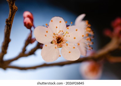 Close up of a tiny white flower