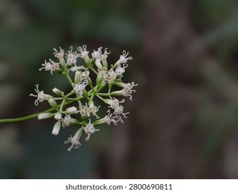 Close up of tiny white flowers of bitter vine or mile-a-minute weed (Mikania micrantha) with fresh green background.