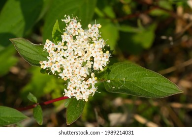 Close up of tiny white Red Osier Dogwood flowers. Also known as Red-rood and Red Willow, as well as Creek, Tedstem, Redtwig, and Western Dodwood. Taylor Creek Park, Toronto, Ontario, Canada.