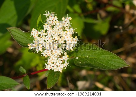 Close up of tiny white Red Osier Dogwood flowers. Also known as Red-rood and Red Willow, as well as Creek, Tedstem, Redtwig, and Western Dodwood. Taylor Creek Park, Toronto, Ontario, Canada.