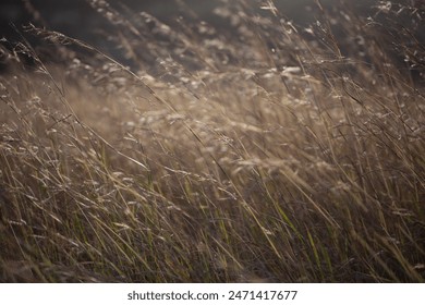 Close up of tips of long brown grass and it's flowers, nature shot. nature background. calm background. grass in the wind. - Powered by Shutterstock