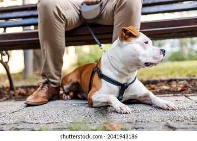 Close Up Of Tired Dog Lying On The Ground In A City Park. The Man Is Holding It On A Leash, Just In Case.