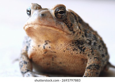 Close up of a toad alone.