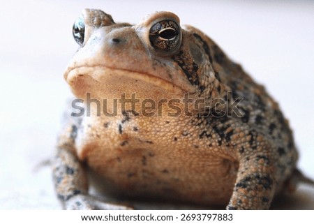 Close up of a toad alone.