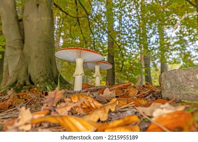 Close up of a toadstool on a leaf covered forest floor during the day in autumn - Shutterstock ID 2215955189