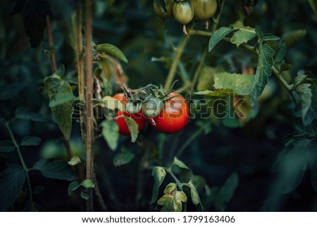 Similar – Bio Tomaten im Gewächshaus