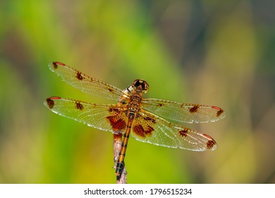 Pterostigma Images, Stock Photos & Vectors | Shutterstock