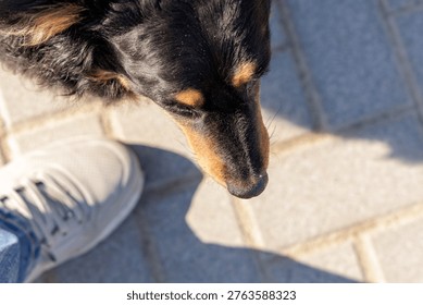 A close up top down perspective of a black and tan dog standing next to a person's light grey sneaker on a paved surface.