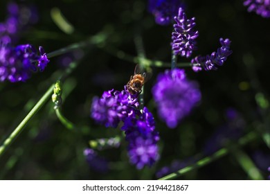 A Close Up Top Down Portrait Of A Purple Lavender Flower With A Bumblebee Hanging On The Side Of It Part Of A Big Bush Standing. The Insect Is Collecting Pollen.