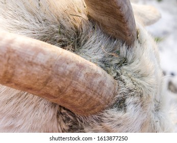 Close up of the top of a goat's head and horn - Shutterstock ID 1613877250