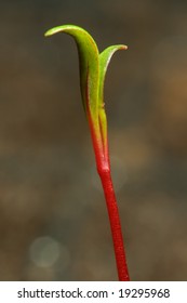 A close up of the top of a red-stemmed, green-leaved seedling