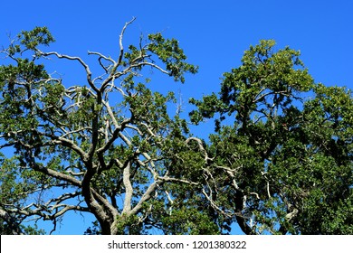 Close up of the top of a Southern Red Oak tree, (Quercus falcata), with some bare branches.