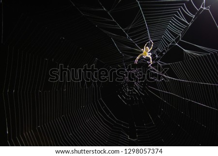 Close up top of spider arachnid on spider web cob web at night with black background 