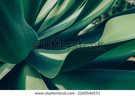 Close up top view of blue aloe plant. Abstract shapes and lines of succulent leaves