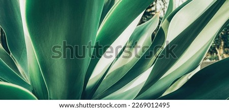 Close up top view of blue aloe plant. Abstract shapes and lines of succulent leaves