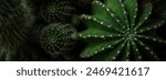 Close up top view of cactus with copy space background, spine, sharp or spike dark green abstract wallpaper or banner. desert botanical growth, Farm gardening advertise or commercials, photography.