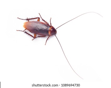 Close up top view of Cockroach isolated on white background