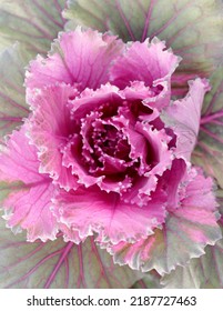 Close up top view decorative cabbage floriculture colection.                               