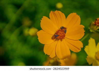 Close up top view of a foraging bee on a yellow flower against dark green bokeh