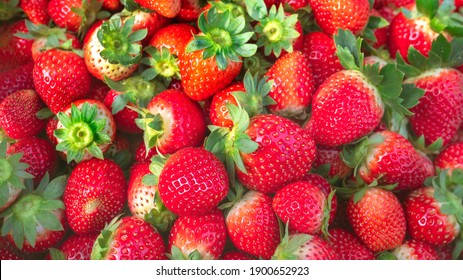 Close up top view of freshly harvested red Strawberry ,Fragaria ,
fruits displayed by street venders for sale in Mahabaleshwar and Panchgani, Maharashtra 