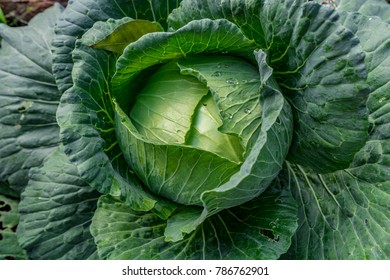 Close up Top view of green cabbage