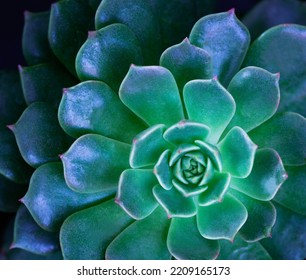 Close Up Top View Macro Echeveria  Leaves Abstract Soft Blue Green Light Dark Background.idea For Botanical Wallpaper Desktop,desert Ornamental Indoor Plant Backdrop Cover Design.