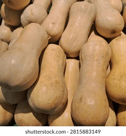 A close up top view of many raw butternut squashes neatly stacked together at a local market.