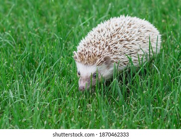 Close up top view native hedgehog foraging on green grass background in Texas, America