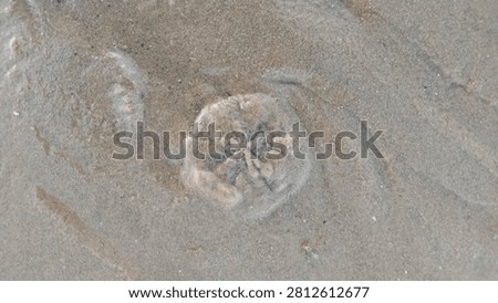 Close up top view of a single sand dollar echinoderm fossil imprint fossilized or buried in the wet brown sand of a coastal beach.