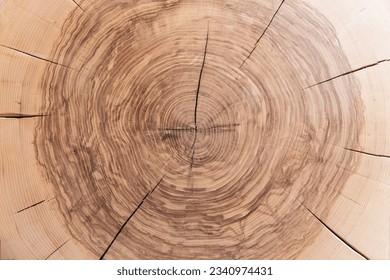 close up top view of a table made of a log of wood cut to show its age