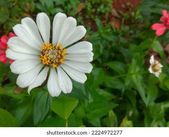 Close Up Top View White Zinnia Flower