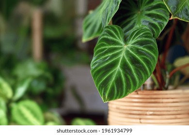 Close up of topical 'Philodendron Verrucosum' houseplant with dark green veined velvety leaves in flower pot with other plants in blurry room background - Shutterstock ID 1961934799