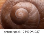 close up top-view of a fibonacci spiral on a sea shell in nature. Macro background with copy space. 