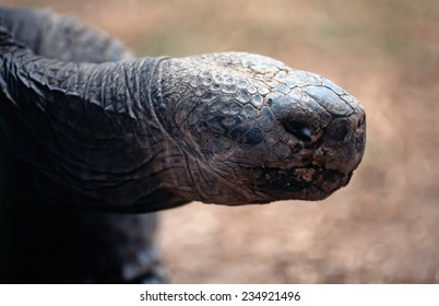 Close up of a tortoise