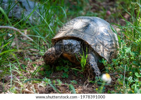 Close up of tortoise ambling through the undergrowth in springtime
