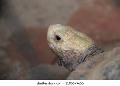 Close up of a tortoise head.