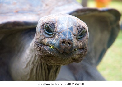 A close up of a tortoise looking straight to the camera. 