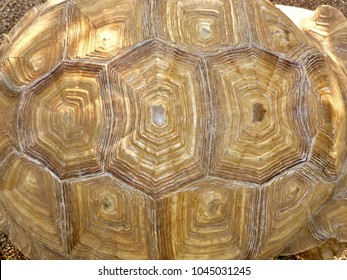 Close Up Of Tortoise Shell From Above Showing Gnarled Ringed Shell In Various Colours Of Mustard And Brown - Image