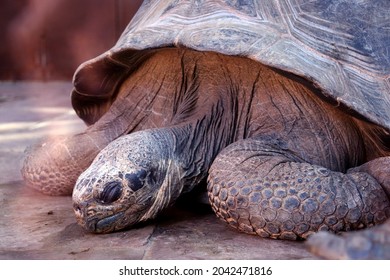 1,758 Tortoise sleeping Stock Photos, Images & Photography | Shutterstock