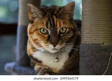 close up of tortoiseshell cat with green eyes - Powered by Shutterstock