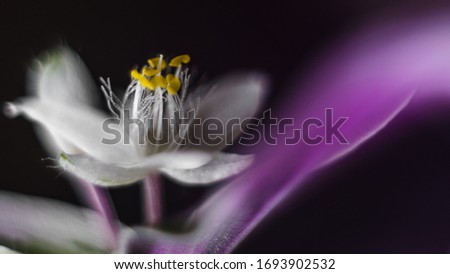 Similar – White garden dahlia against a blue sky