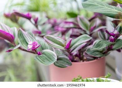 Close up of Tradescantia Nanouk with Green and Pink Leaves