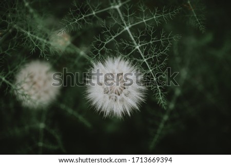 Similar – Foto Bild Nahaufnahme einer Fliederblüte von Globularia alypum mit Sonnenuntergangslicht in der Natur