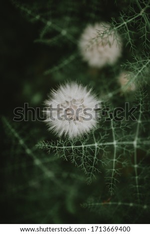 Similar – Geranium pratense Nature