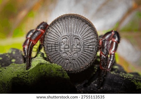 Close up of Trapdoor Spider