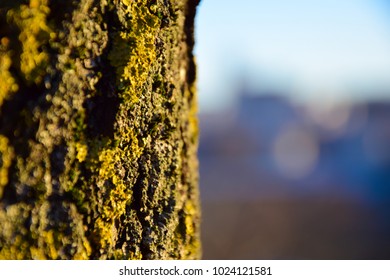 A close up of tree