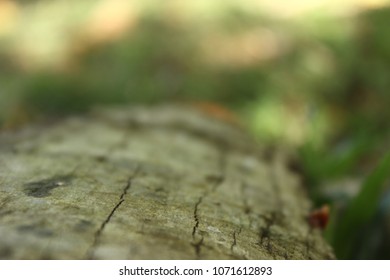 close up of the tree