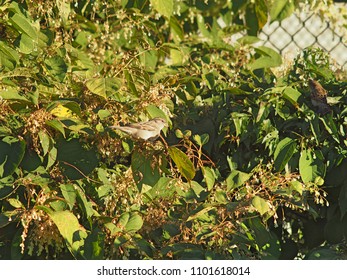 a close up of a tree